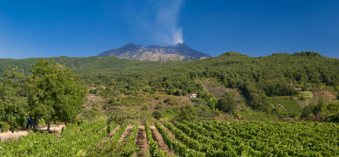 WineEtnaIN