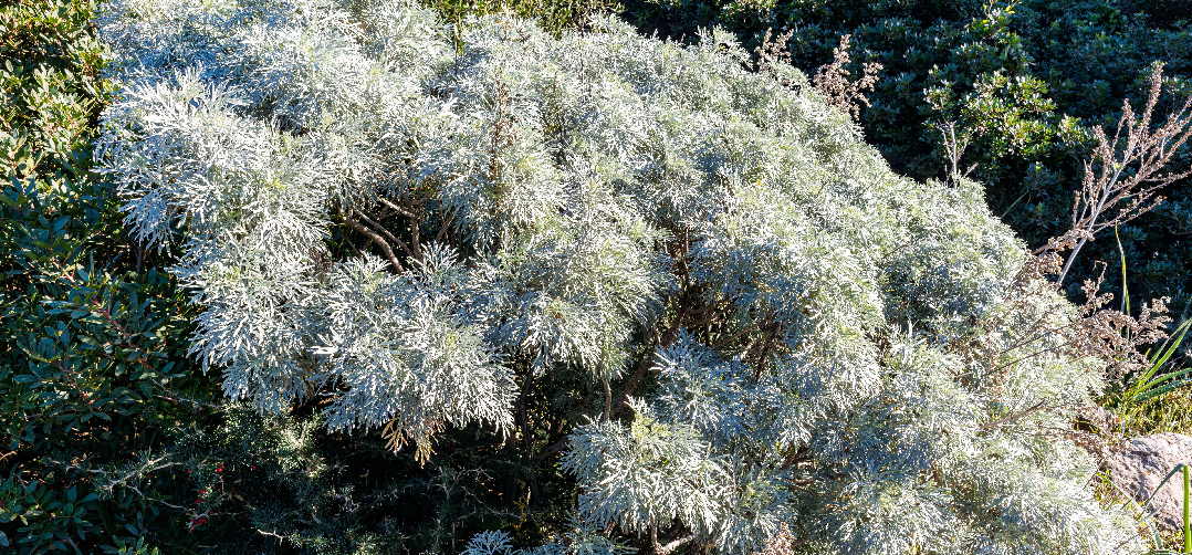Robust wild shrub flourishing in Sicily's diverse terrain, its aroma filling the air with a distinct, powerful scent.